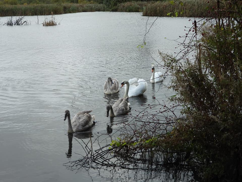 Gallery – Cwmbach Community Wetlands