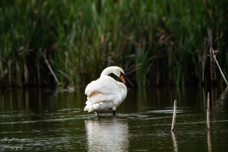 Cwmbach Community Wetlands Owned By The People For The People