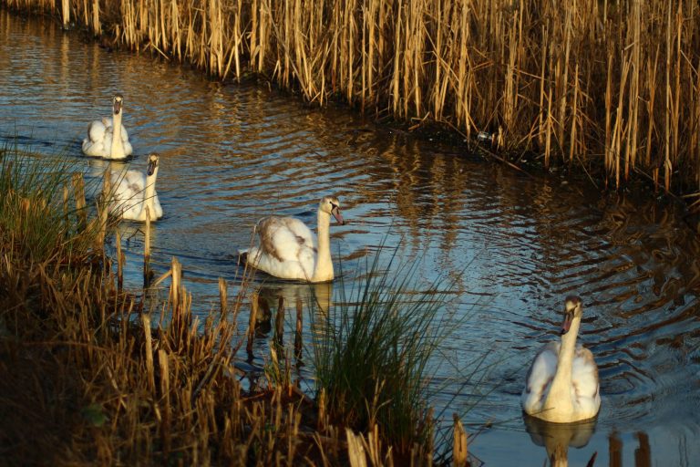 Cwmbach Community Wetlands Owned By The People For The People